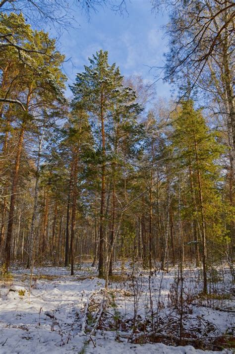 Free Images Nature Wilderness Branch Snow Cold White Leaf