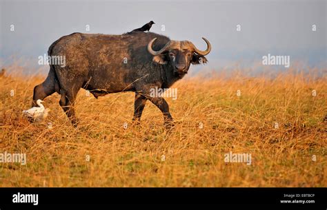 African Buffalo Syncerus Caffer With Cattle Egrets And Piapiac In