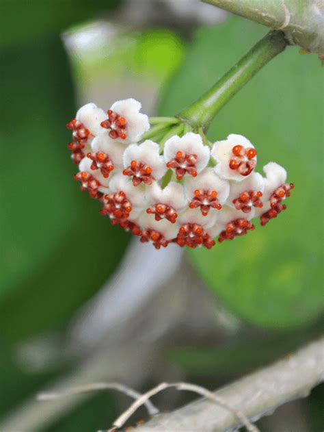 Hoya Obovata Plant Care Guide Paisley Plants