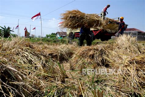 Peternak Beli Jerami Sebagai Pakan Ternak Alternatif Republika Online