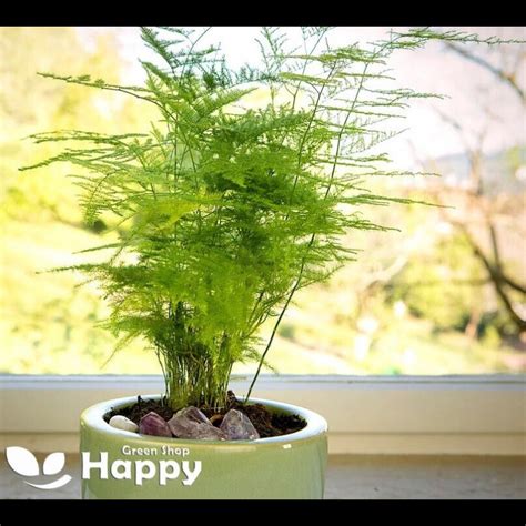 Asparagus fern seeds Asparagus setaceus plumosus nanus| Happy Green Shop