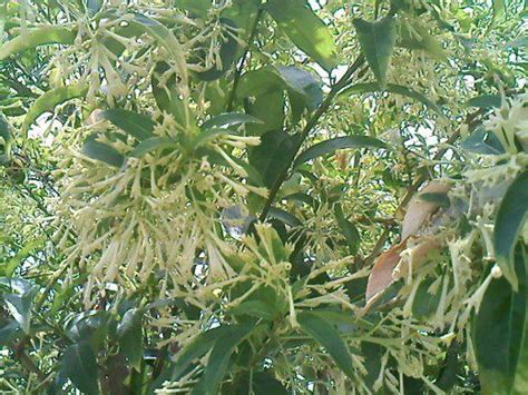 The Legend of Dama De Noche - Night Blooming Jasmine | Fragrant flowers ...