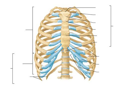 ribs Diagram | Quizlet