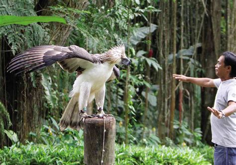 Size Comparison Between A Human And A Philippine Eagle Rpics