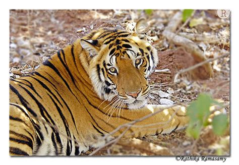 Rathika Ramasamys Wildlife Photography Tigers Tiger