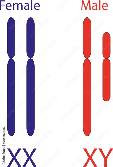 Colored Illustration Of Human Sex Chromosomes XY Sex Determination