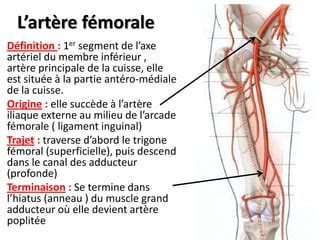 Anatomie Vascularisation Du Membre Inferieur Pdf