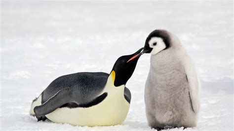 Almost no eggs hatch at emperor penguin breeding ground in three years ...