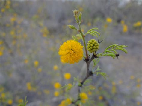 Woods Roamer: Huisache: Texas Brushlands Sweet Honey