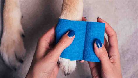 How To Properly Bandage A Paw Petfirst Pet Insurance Dog Paw Pads