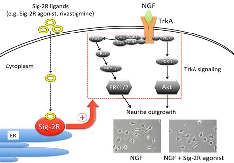 Enhancement Of Nerve Growth Factor Ngf Trka Signaling By Sigma