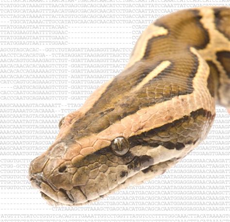 Snakes Used To Have Legs And Arms Until These Mutations Happened