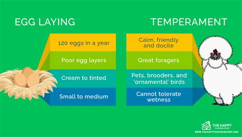 The Ultimate Guide on the Silkie Chicken