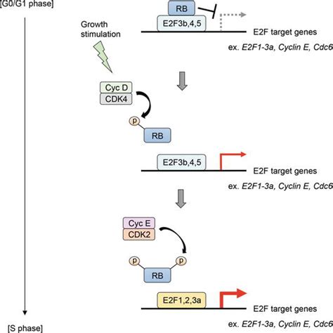 The Key Role Of E2F In Tumor Suppression Through Specific Regulation Of