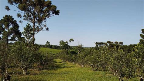 Trabajo Articulado Para Lograr Yerbales Sustentables En Chacras De