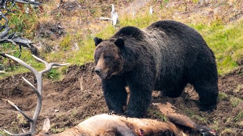 Caught on camera: Grizzly bear in Yellowstone National Park makes feast ...