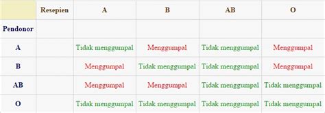 Golongan Darah Pada Manusia