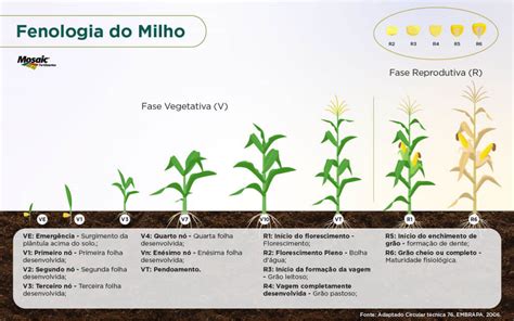 Fenologia Est Dios Fenol Gicos Nutri O De Safras