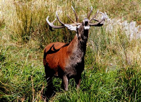 The red stag roar - Poronui Hunting