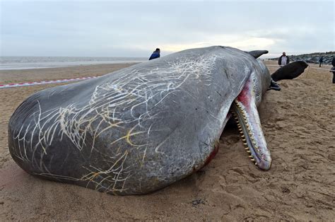 Three dead sperm whales wash up in Skegness a day after one floated