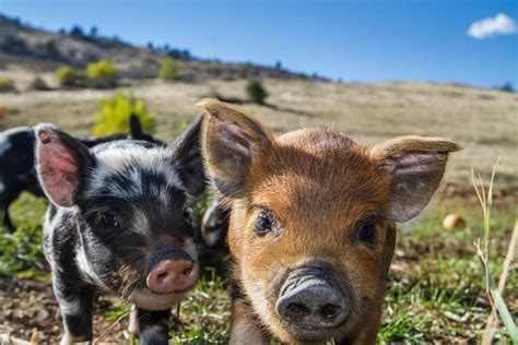 The Do’s and Don’ts of Keeping a Baby Pig as a Pet - MyStart