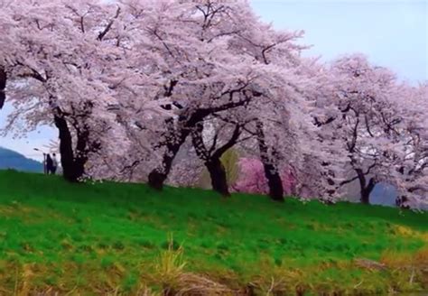 宮城県 白石川堤一目千本桜 東北地方の桜の花見名所 Feel 55