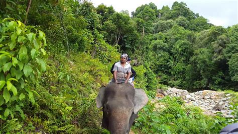 Trip Dengan Gajah CRU SAMPOINIET ACEH JAYA YouTube