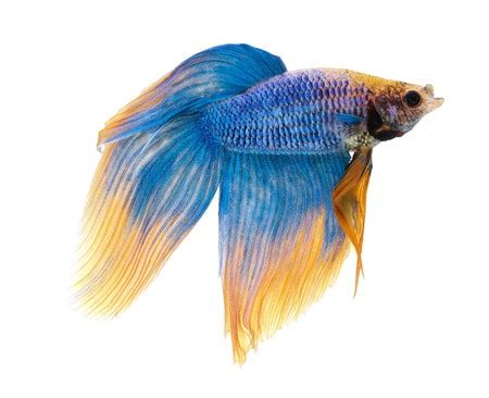 Veiltail Bettas Demystified: Care, Breeding, and More