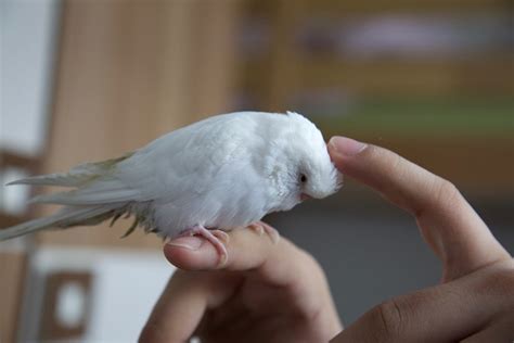 Albino Budgie