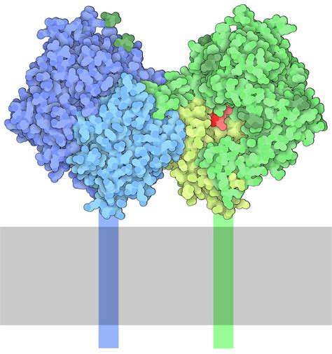 Pdb 101 Molecule Of The Month Dipeptidyl Peptidase 4