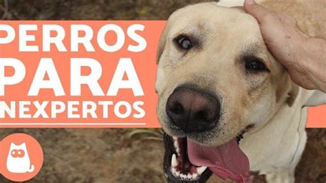 Razas Grandes De Perros Las Mejores Para Convivir Con Ni Os