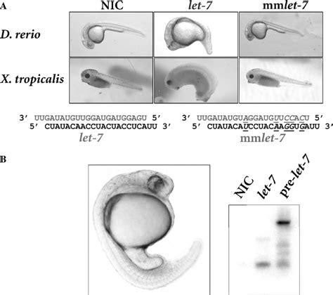 Misexpression Of Let In Vertebrate Embryos A Lateral Views Of