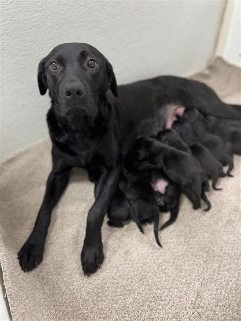 AKC BLACK LAB PUPPIES