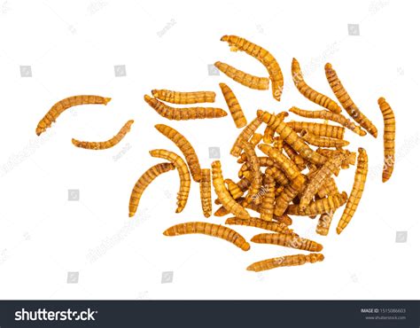 Small Mealworm Images Stock Photos Vectors Shutterstock