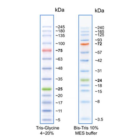 Bluelf Prestained Protein Ladder Ul