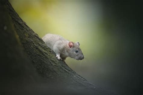 The Intriguing Dream Meaning Of Rats Unraveling Symbolism And