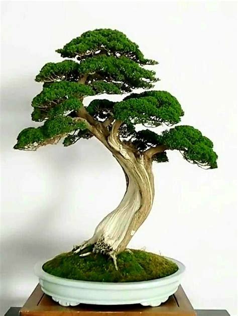 Pin By Kevin Maxwell On Bonsai In Bonsai Tree Types Bonsai Tree