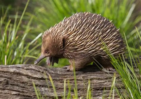 Echidna - Facts, Size, Diet, Pictures - All Animal Facts