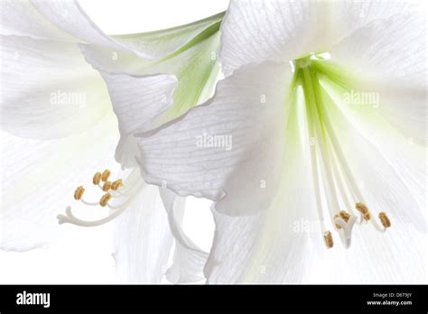 Amaryllis blanc hi-res stock photography and images - Alamy