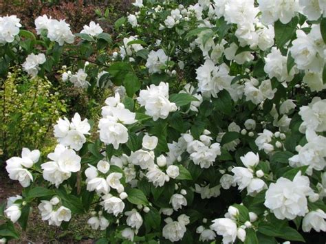 Чубушник «Зоя Космодемьянская» Philadelphus coronarius «Zoya ...