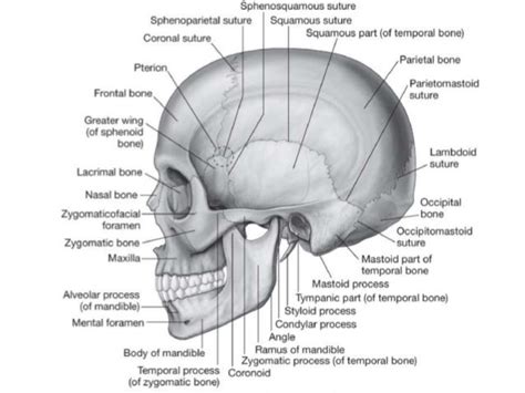 Scalp Anatomy