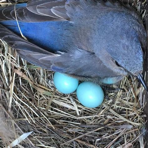 13 Birds That All Lay Blue Eggs