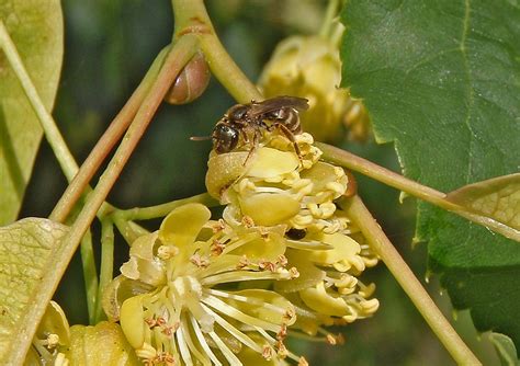 Lípa srdčitá Tilia cordata | Blanokřídlí v Praze