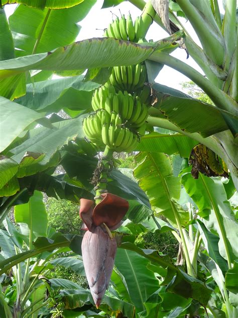 File Banana Trees In Hiriwadunna 04