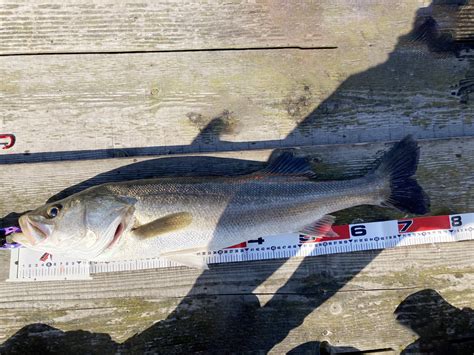 泳がせ釣りノマセ釣りの青物やヒラメの釣り方と仕掛けを解説！ Fishing Pointer