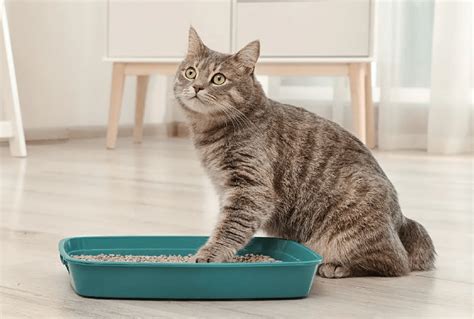Чем обработать место, где гадит кошка, чтобы больше не гадила