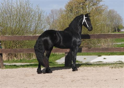 Hotse - De Noeste Hoeve