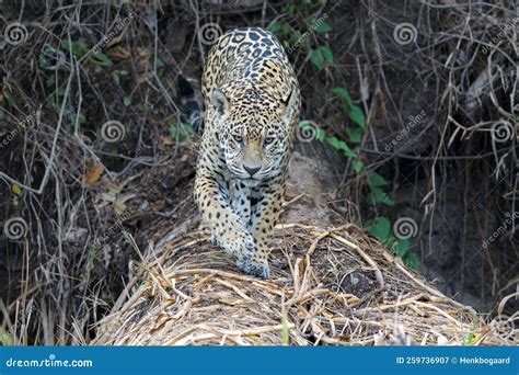 Jaguar Hunting in the Pantanal in Brazil Stock Image - Image of ...