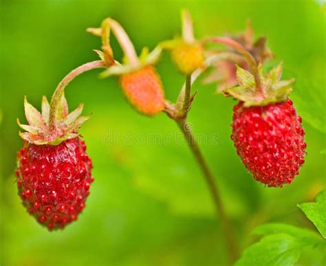 Wild strawberry stock photo. Image of leaves, fruits - 23781252