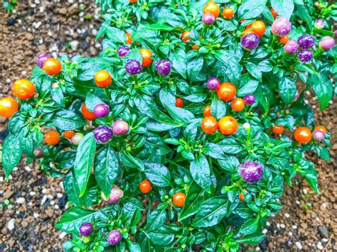 How to Grow Ornamental Peppers